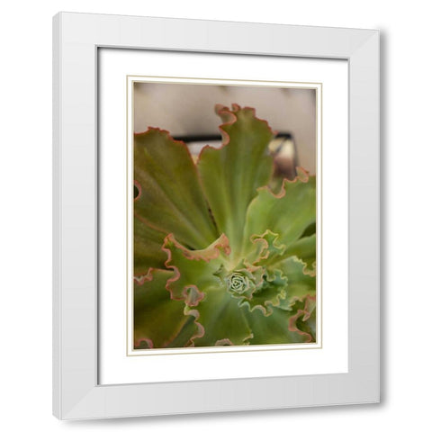 Succulent Garden II White Modern Wood Framed Art Print with Double Matting by Millet, Karyn