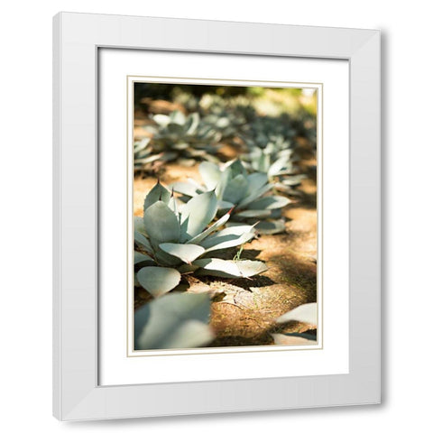 Succulent Garden III White Modern Wood Framed Art Print with Double Matting by Millet, Karyn