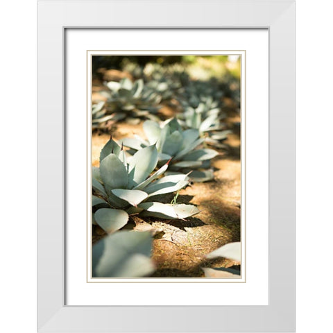 Succulent Garden III White Modern Wood Framed Art Print with Double Matting by Millet, Karyn