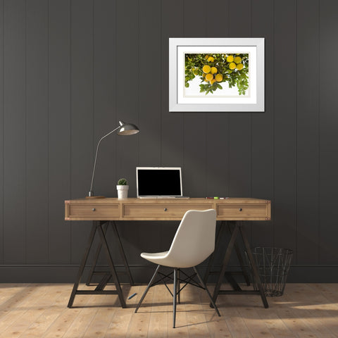 Lemon Grove I White Modern Wood Framed Art Print with Double Matting by Millet, Karyn