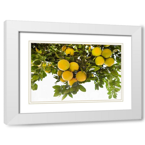 Lemon Grove I White Modern Wood Framed Art Print with Double Matting by Millet, Karyn