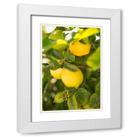 Lemon Grove II White Modern Wood Framed Art Print with Double Matting by Millet, Karyn