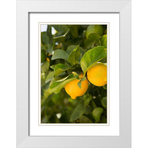Lemon Grove III White Modern Wood Framed Art Print with Double Matting by Millet, Karyn