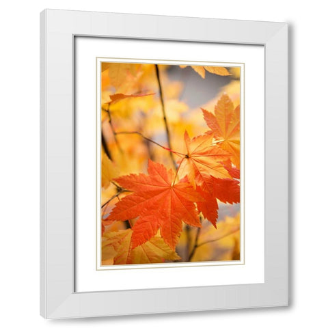 Colors of Fall II White Modern Wood Framed Art Print with Double Matting by Millet, Karyn