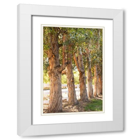 Eucalyptus Trees White Modern Wood Framed Art Print with Double Matting by Millet, Karyn