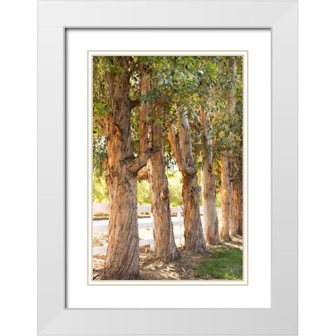 Eucalyptus Trees White Modern Wood Framed Art Print with Double Matting by Millet, Karyn