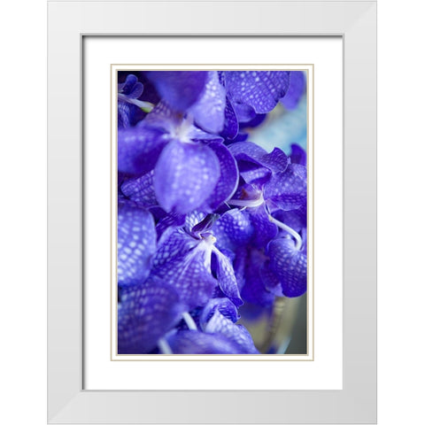 Vibrant Perwinkle Floral II White Modern Wood Framed Art Print with Double Matting by Millet, Karyn