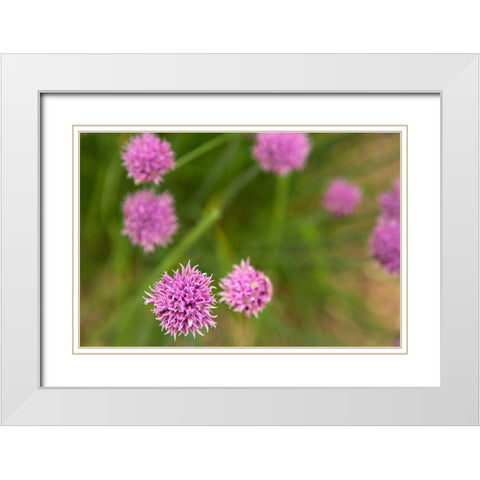 Purple Flower Ball II White Modern Wood Framed Art Print with Double Matting by Millet, Karyn