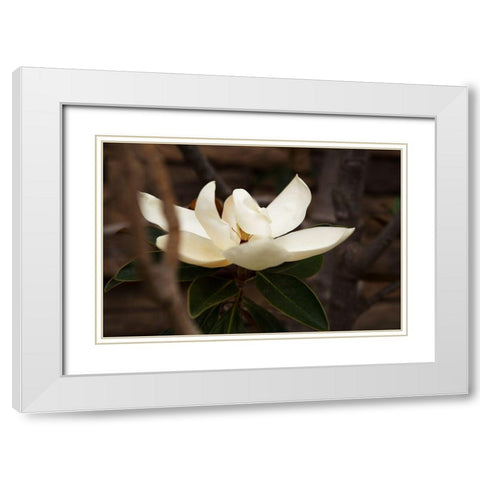 Lone Magnolia White Modern Wood Framed Art Print with Double Matting by Millet, Karyn
