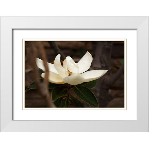 Lone Magnolia White Modern Wood Framed Art Print with Double Matting by Millet, Karyn