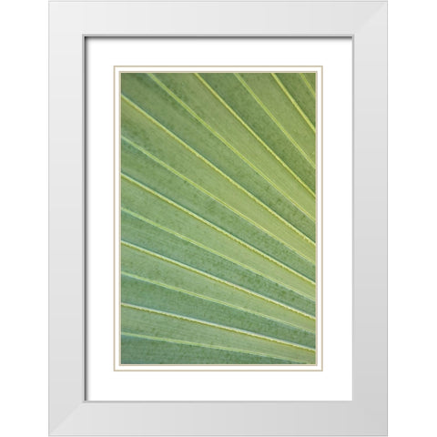 Tropical Leaf Close-Up I White Modern Wood Framed Art Print with Double Matting by Millet, Karyn
