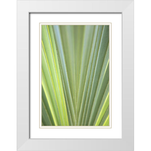 Tropical Leaf Close-Up II White Modern Wood Framed Art Print with Double Matting by Millet, Karyn