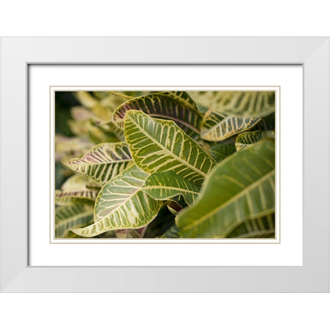 Leaf Scribble White Modern Wood Framed Art Print with Double Matting by Millet, Karyn