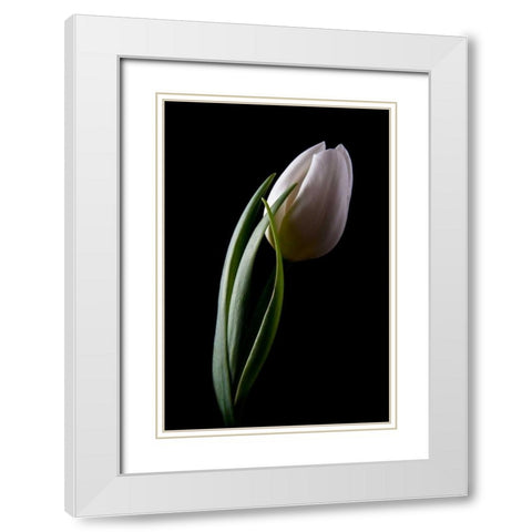 Tulips III White Modern Wood Framed Art Print with Double Matting by McNemar, C. Thomas