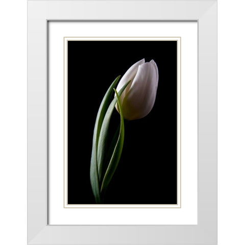 Tulips III White Modern Wood Framed Art Print with Double Matting by McNemar, C. Thomas