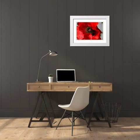 Red Poppy I White Modern Wood Framed Art Print with Double Matting by Moore, Brian