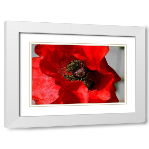 Red Poppy I White Modern Wood Framed Art Print with Double Matting by Moore, Brian
