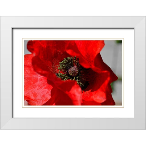Red Poppy I White Modern Wood Framed Art Print with Double Matting by Moore, Brian