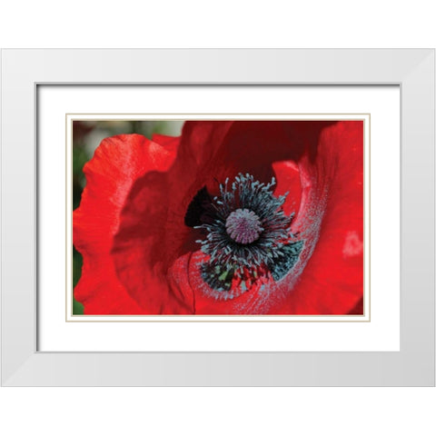 Red Poppy II White Modern Wood Framed Art Print with Double Matting by Moore, Brian