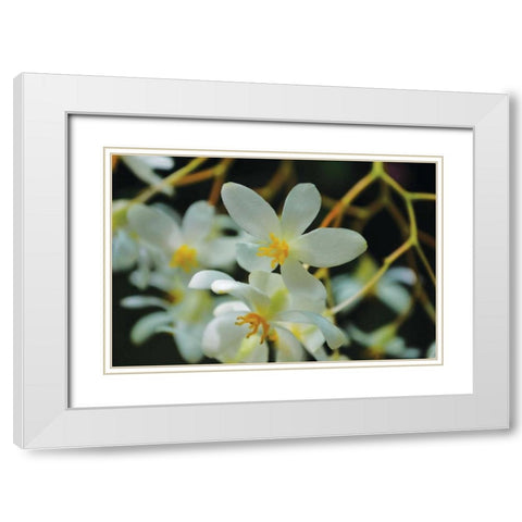 White Orchids I White Modern Wood Framed Art Print with Double Matting by Moore, Brian