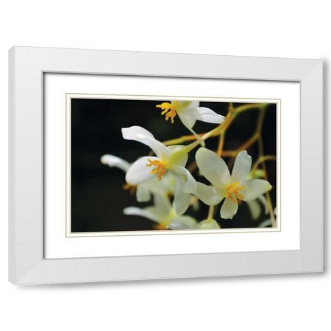 White Orchids II White Modern Wood Framed Art Print with Double Matting by Moore, Brian