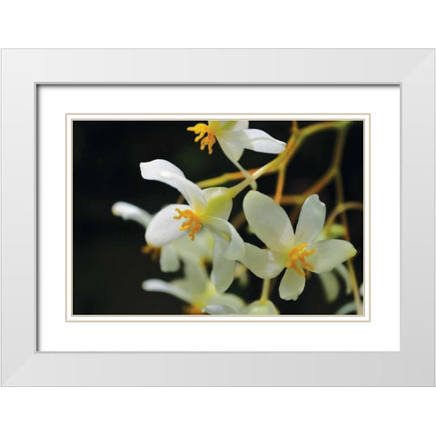 White Orchids II White Modern Wood Framed Art Print with Double Matting by Moore, Brian