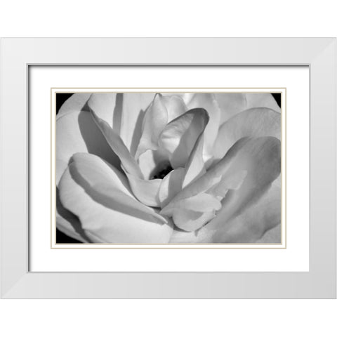 Macro Flower I White Modern Wood Framed Art Print with Double Matting by Moore, Brian