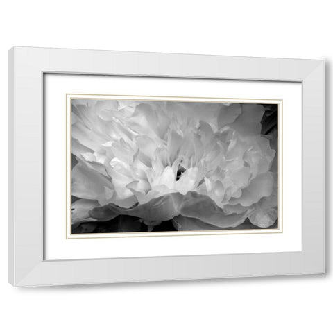 Macro Flower II White Modern Wood Framed Art Print with Double Matting by Moore, Brian