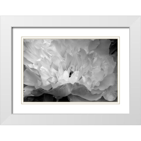Macro Flower II White Modern Wood Framed Art Print with Double Matting by Moore, Brian