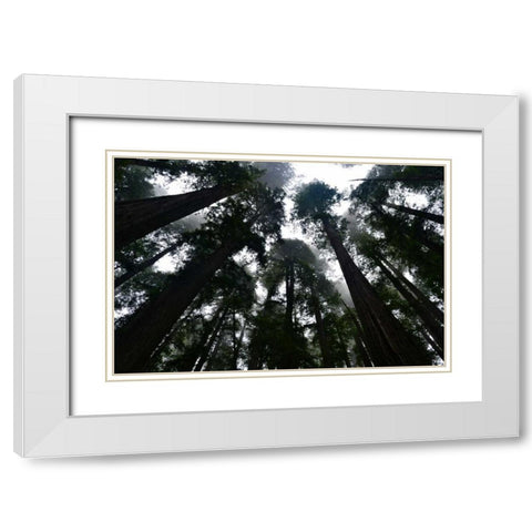 Redwoods I White Modern Wood Framed Art Print with Double Matting by Moore, Brian