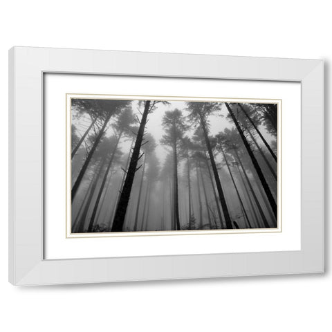 Redwoods II White Modern Wood Framed Art Print with Double Matting by Moore, Brian