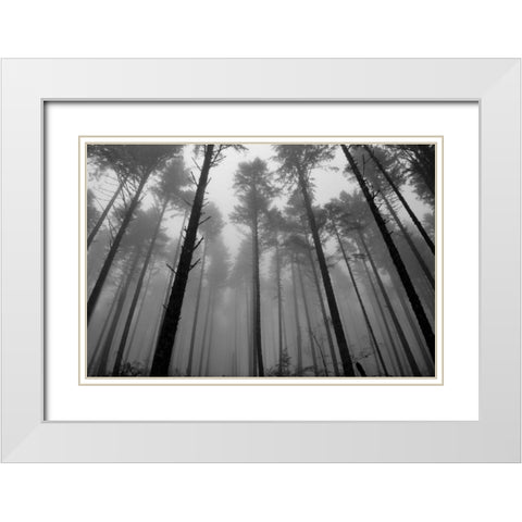 Redwoods II White Modern Wood Framed Art Print with Double Matting by Moore, Brian