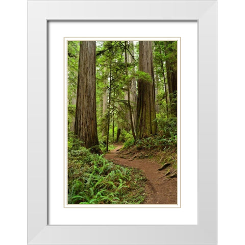 Hiking Trail I White Modern Wood Framed Art Print with Double Matting by Moore, Brian