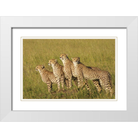 Four of a Kind White Modern Wood Framed Art Print with Double Matting by Parker, Susann