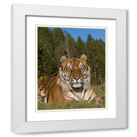 Subtle Beauty White Modern Wood Framed Art Print with Double Matting by Parker, Susann