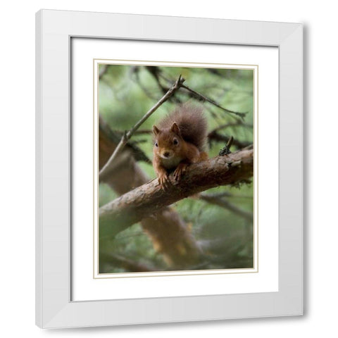 Woodland Essentials White Modern Wood Framed Art Print with Double Matting by Parker, Susann
