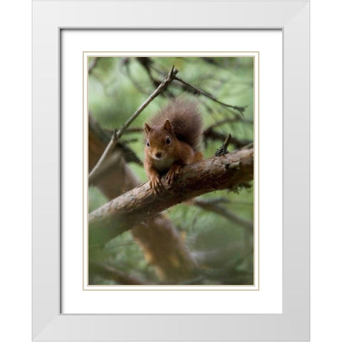 Woodland Essentials White Modern Wood Framed Art Print with Double Matting by Parker, Susann