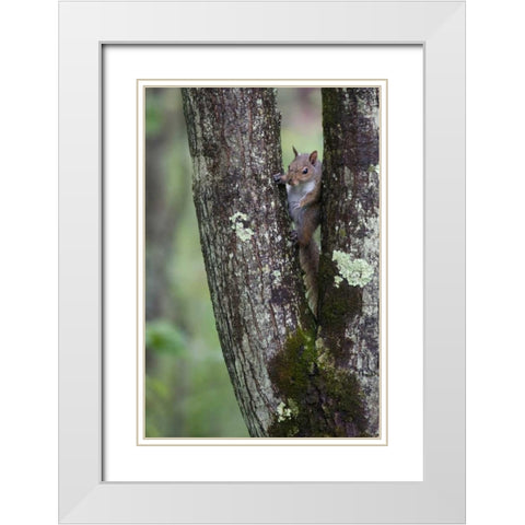 Squirreling Around White Modern Wood Framed Art Print with Double Matting by Parker, Susann