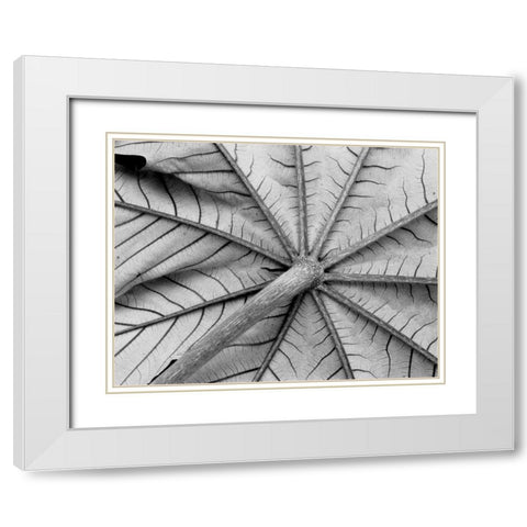 Leaf I White Modern Wood Framed Art Print with Double Matting by Peterson, Lee