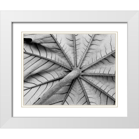 Leaf I White Modern Wood Framed Art Print with Double Matting by Peterson, Lee