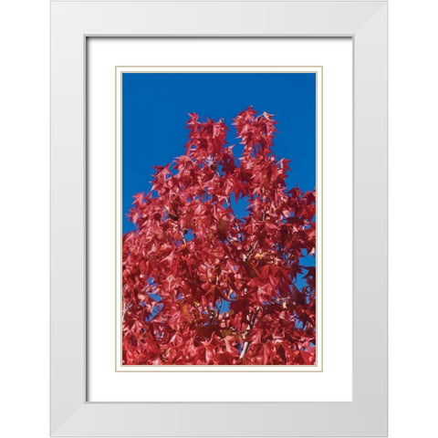 Fall Leaves IV White Modern Wood Framed Art Print with Double Matting by Peterson, Lee