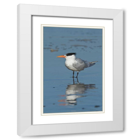 Bird III White Modern Wood Framed Art Print with Double Matting by Peterson, Lee