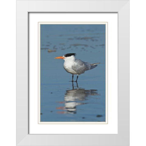 Bird III White Modern Wood Framed Art Print with Double Matting by Peterson, Lee
