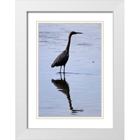 Bird IV White Modern Wood Framed Art Print with Double Matting by Peterson, Lee