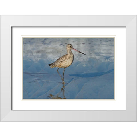 Shore Bird I White Modern Wood Framed Art Print with Double Matting by Peterson, Lee