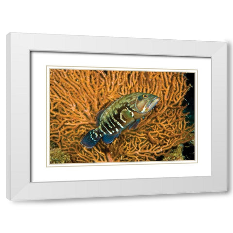 Fish I White Modern Wood Framed Art Print with Double Matting by Peterson, Lee