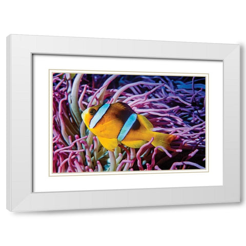 Fish II White Modern Wood Framed Art Print with Double Matting by Peterson, Lee
