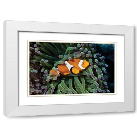 Fish III White Modern Wood Framed Art Print with Double Matting by Peterson, Lee