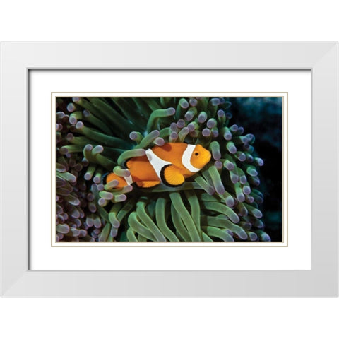 Fish III White Modern Wood Framed Art Print with Double Matting by Peterson, Lee