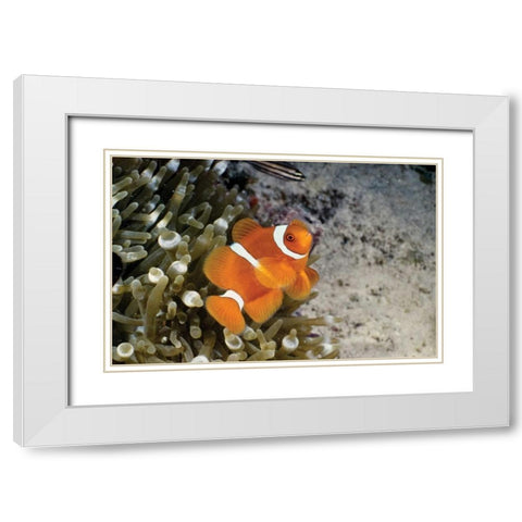Fish IV White Modern Wood Framed Art Print with Double Matting by Peterson, Lee